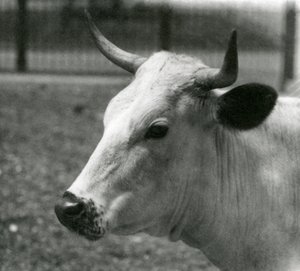 A Chartley Cow في حديقة حيوان لندن ، يوليو 1924 بواسطة فريدريك وليام بوند