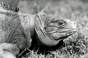 A Clouded Rock Iguana Methuselah ، يرتدي طوقًا ، يمشي على حديقة في حديقة حيوان لندن ، يوليو 1924 بواسطة فريدريك وليام بوند