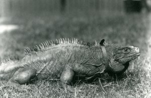 A Clouded Rock Iguauna ، يرتدي طوقًا ، يمشي على حديقة في حديقة حيوان لندن ، يوليو 1924 بواسطة فريدريك وليام بوند