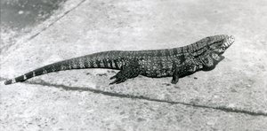 A CommonGoldGoldenBlackColumbian Tegu أو Tiger Lizard في حديقة حيوان لندن في أغسطس 1926 بواسطة فريدريك وليام بوند