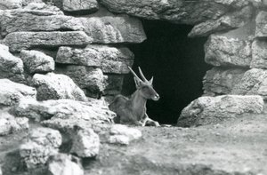 إيلاند مشترك يستريح في مدخل ملجأه بين الصخور في Eland / Antelope Paddock ، حديقة حيوان لندن في عام 1929 (صورة b / w) بواسطة فريدريك وليام بوند