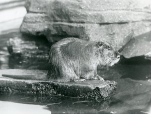A Coypu يجلس على حافة صخرية في حوض سباحة في محيطه في حديقة حيوان لندن ، فبراير 1928 (b / w photo) بواسطة فريدريك وليام بوند