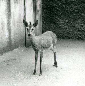 A CrownedSahelWest African Bush Duiker في حديقة حيوان لندن في أغسطس 1927 بواسطة فريدريك وليام بوند
