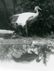 يقف Demoiselle Crane ، على ساق واحدة ، مع انعكاس يشبه المرآة في المسبح أدناه ، حديقة حيوان لندن بواسطة فريدريك وليام بوند
