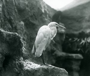 A GreatCommon Egret أو Great White Heron يقف على صخرة في حديقة حيوان لندن في سبتمبر 1927 بواسطة فريدريك وليام بوند