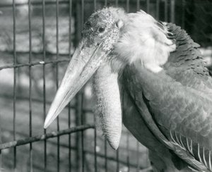 اللقلق الأكبر في حديقة حيوان لندن في يوليو 1925 بواسطة فريدريك وليام بوند