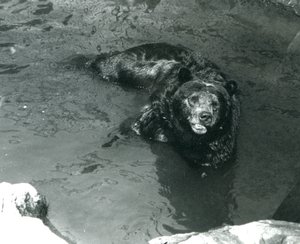 A Grizzly Bear يستحم في حمام السباحة الخاص به في حديقة حيوان لندن عام 1924 بواسطة فريدريك وليام بوند
