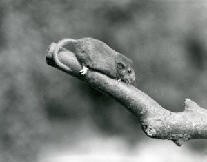 A Hazel / Common Dormouse في أحد الفروع ، حديقة حيوان لندن بواسطة فريدريك وليام بوند