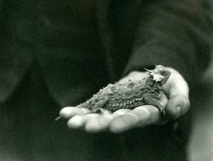سحلية مقرن تقع في يد حراسها ، حديقة حيوان لندن ، أبريل 1923 (صور من وزن الجسم) بواسطة فريدريك وليام بوند