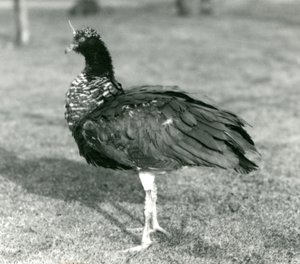 صرخة مقرن تقف على العشب في حديقة حيوان لندن في سبتمبر 1927 بواسطة فريدريك وليام بوند