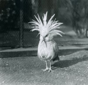 A Kagu أو Cagu يعرض ريش ذروته في حديقة حيوان لندن ، يونيو 1921