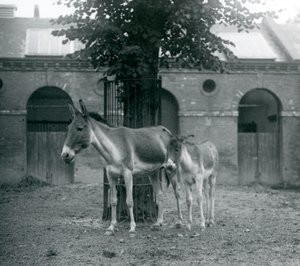 KiangTibetan Wild AssKhyangGorkhar ومهرها يقفان تحت شجرة في حقلهم ، حديقة حيوان لندن ، أغسطس 1927 بواسطة فريدريك وليام بوند
