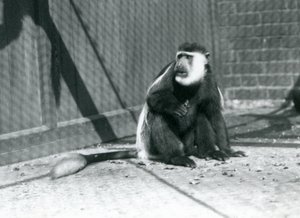 قرد Colobus أبيض وأسود Kikuyu يجلس في ضميمة في حديقة حيوان لندن في يوليو 1925 بواسطة فريدريك وليام بوند