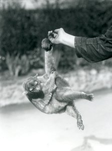تم تعليق Kinkajou من إصبع الحراس من ذيله قبل الأوان ، حديقة حيوان لندن ، سبتمبر 1925 بواسطة فريدريك وليام بوند