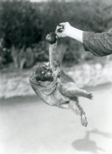 تم تعليق Kinkajou من إصبع الحراس من ذيله قبل الأوان ، حديقة حيوان لندن ، سبتمبر 1925 بواسطة فريدريك وليام بوند