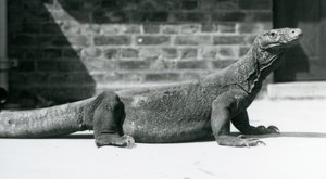 تنين كومودو في حديقة حيوان لندن في أغسطس 1928 (صورة بالأبيض والأسود) بواسطة فريدريك وليام بوند