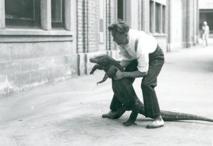 تنين كومودو معلق على أرجله الخلفية ، بواسطة حارس في حديقة حيوان لندن في أغسطس 1928 (صورة بالأبيض والأسود) بواسطة فريدريك وليام بوند