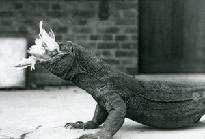 تنين كومودو يأكل دجاجة في حديقة حيوان لندن ، أغسطس 1928 (صورة بالأبيض والأسود) بواسطة فريدريك وليام بوند