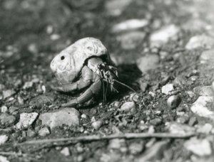 A Land Hermit Crab ، حديقة حيوان لندن بواسطة فريدريك وليام بوند