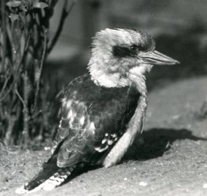 ضحك كوكابورا في حديقة حيوان لندن في أبريل 1925 بواسطة فريدريك وليام بوند