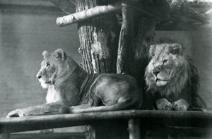 أسد وبؤة يستريحان على منصة عالية ، في العلبة ، حديقة حيوان لندن في عام 1929 (صورة بالأبيض والأسود) بواسطة فريدريك وليام بوند