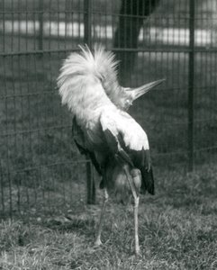 A Maguari Stork يؤدي العرض لأعلى ، حديقة حيوان لندن ، يوليو 1925 بواسطة فريدريك وليام بوند