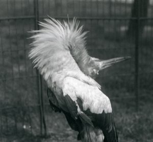 A Maguari Stork يؤدي العرض لأعلى ، حديقة حيوان لندن ، يوليو 1925 بواسطة فريدريك وليام بوند