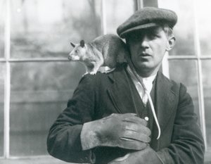 فأر مدغشقر عملاق يجلس على كتف حارسه ، حديقة حيوان لندن ، 1924