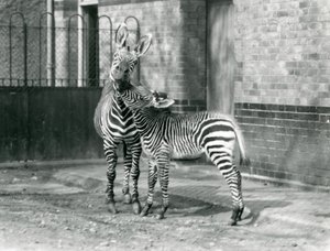 A Mountain Zebra and her foal at London Zoo in 1929 (b/w photo) بواسطة فريدريك وليام بوند