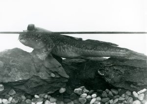 A Mudskipper ، يستريح على الصخور المغمورة ، وعيناه فوق الماء ، حديقة حيوانات لندن بواسطة فريدريك وليام بوند