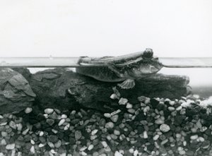 A Mudskipper ، يستريح على الصخور المغمورة ، وعيناه فوق الماء ، حديقة حيوانات لندن بواسطة فريدريك وليام بوند