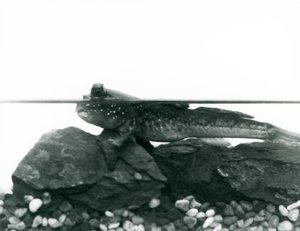 A Mudskipper ، يستريح على الصخور المغمورة ، وعيناه فوق الماء ، حديقة حيوانات لندن بواسطة فريدريك وليام بوند