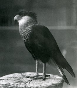 كاراكارا متوج الشمالية في حديقة حيوان لندن ، قبل عام 1930 بواسطة فريدريك وليام بوند