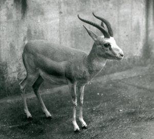 غزال فارسي أو دراق أو ذيل أسود في حديقة حيوان لندن ، أغسطس 1927 بواسطة فريدريك وليام بوند