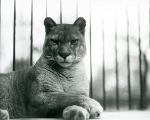 A Puma / Cougar / Mountain Lion / Catamount يستريح في حديقة حيوان لندن في عام 1931 (صورة b / w) بواسطة فريدريك وليام بوند
