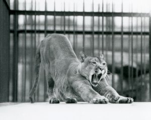 A Puma Cougar Mountain Lion يتثاءب ويمتد في حديقة حيوان لندن في يونيو 1925 بواسطة فريدريك وليام بوند