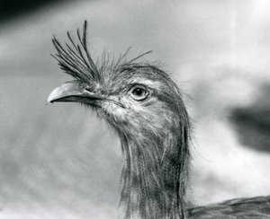 A Red-Legged Seriema في حديقة حيوان لندن عام 1929 (b / w photo) بواسطة فريدريك وليام بوند