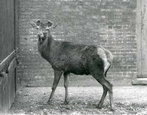 أيل الأيل الأحمر مع قرون ناشئة ، حديقة حيوان لندن ، أغسطس 1928 (صورة بالأبيض والأسود) بواسطة فريدريك وليام بوند