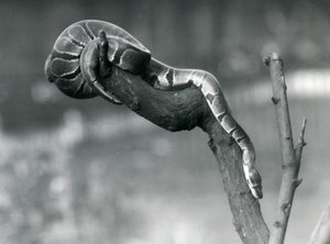 طريق RoyalBall Python يشق طريقه إلى فرع في حديقة حيوان لندن في أكتوبر 1925 بواسطة فريدريك وليام بوند