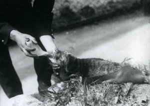 جرو الفقمة يرشه حارسها ، حديقة حيوان لندن ، أغسطس 1925 بواسطة فريدريك وليام بوند
