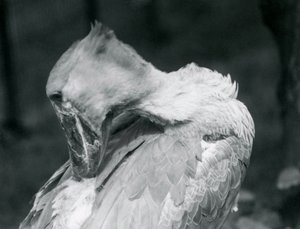 Shoebill يتقن ريشه في حديقة حيوان لندن في عام 1926 بواسطة فريدريك وليام بوند