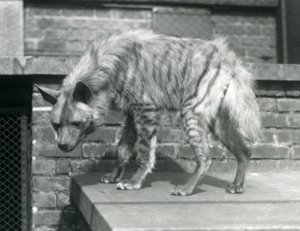 مخطط Hyaena مخطط على منصة في سياجها في حديقة حيوان لندن ، يونيو 1925 بواسطة فريدريك وليام بوند