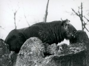 A Takin ، المعروف أيضًا باسم ماشية الشمواه أو ماعز Gnu ، يستريح على صخرة ، حديقة حيوان لندن ، 1925 بواسطة فريدريك وليام بوند