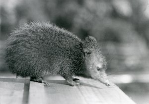 A Tenrec في حديقة حيوان لندن في عام 1929 (b / w photo) بواسطة فريدريك وليام بوند