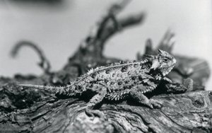 A Texas Horned Lizard / Horntoad / HornedToad / Horny Toad يستريح على سجل في حديقة حيوان لندن في سبتمبر 1928 (صورة بالأبيض والأسود) بواسطة فريدريك وليام بوند