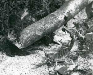 A Texas Scorpion في حديقة حيوان لندن عام 1928 (b / w photo) بواسطة فريدريك وليام بوند