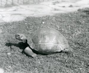 سلحفاة تقف على العشب في حديقة حيوان لندن عام 1926 (صورة بالأبيض والأسود) بواسطة فريدريك وليام بوند