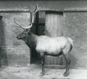 أيل WapitiElk واقفا في الضميمة في حديقة حيوان لندن في سبتمبر 1927 بواسطة فريدريك وليام بوند
