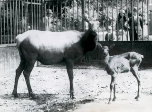 A Wapiti / Elk مع تزلفها في حقلها مع الزوار الذين ينظرون من خلال الحانات ، حديقة حيوان لندن بواسطة فريدريك وليام بوند