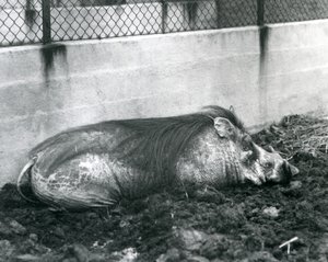 خنزير نائم في الوحل ، حديقة حيوان لندن ، يوليو 1927 (b / w photo) بواسطة فريدريك وليام بوند